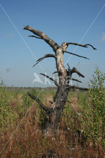 Strabrechtse Heide