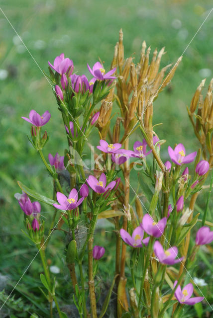 Seaside Centaury (Centaurium littorale)