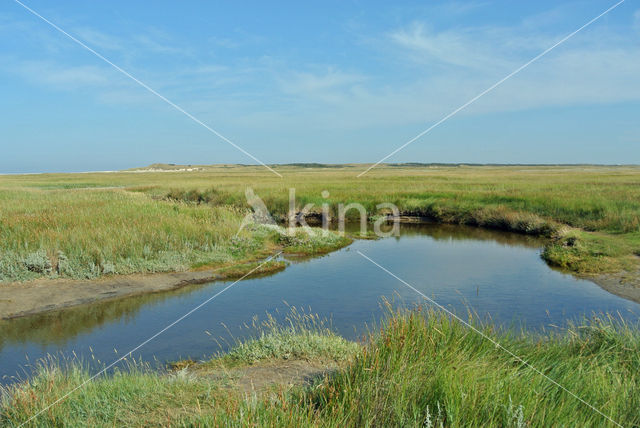 Sea Couch-grass (Elytrigia atherica)