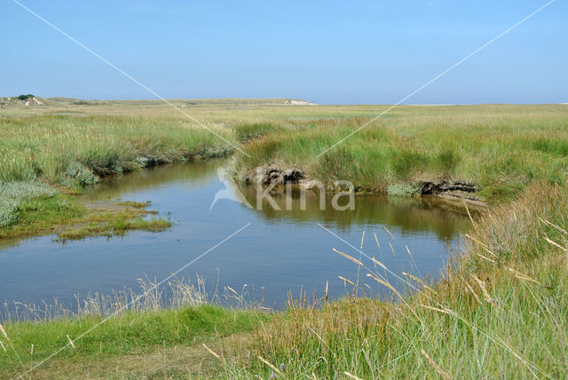 Sea Couch-grass (Elytrigia atherica)