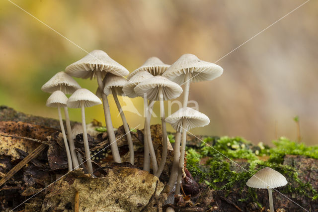 grooved bonnet (Mycena polygramma)