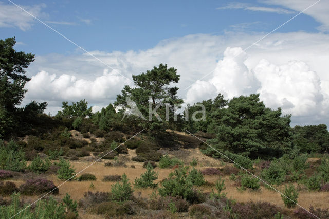 Struikheide