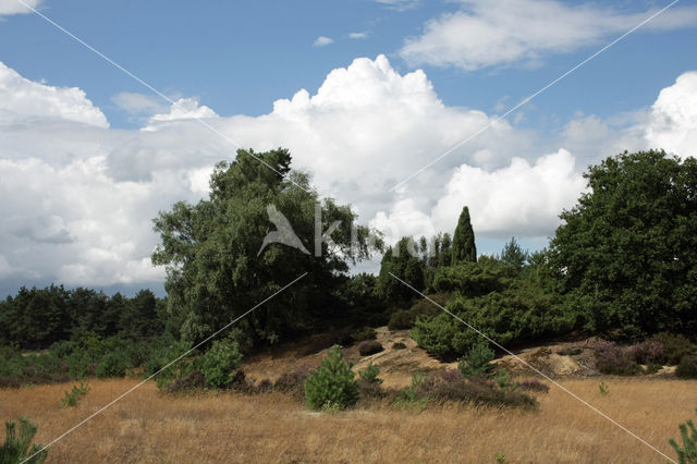 Struikheide