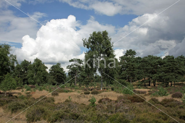 Struikheide