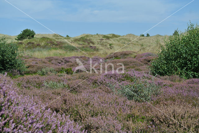 Heather