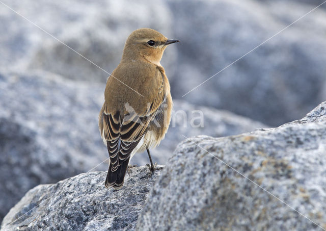 Northern Wheatear (Oenanthe oenanthe)