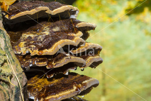 Teervlekkenzwam (Ischnoderma benzoinum)