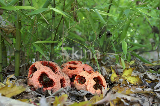 Latticed Stinkhorn (Clathrus ruber)