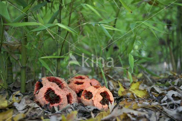 Latticed Stinkhorn (Clathrus ruber)