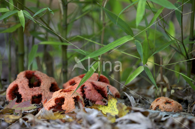 Latticed Stinkhorn (Clathrus ruber)