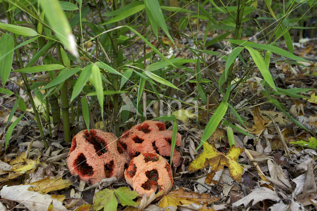 Latticed Stinkhorn (Clathrus ruber)