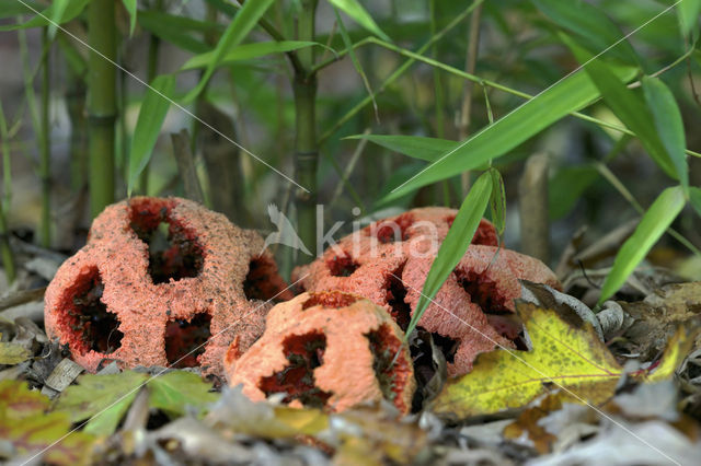 Latticed Stinkhorn (Clathrus ruber)