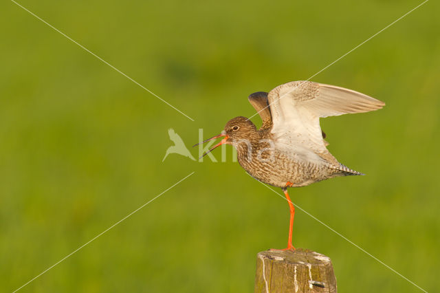 Common Redshank (Tringa totanus)