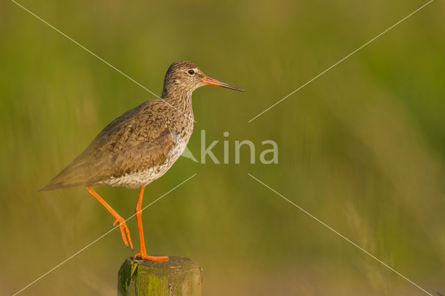 Common Redshank (Tringa totanus)