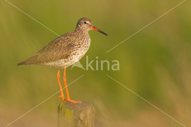 Common Redshank (Tringa totanus)