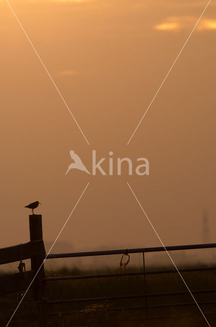 Common Redshank (Tringa totanus)