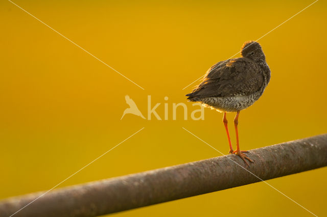 Common Redshank (Tringa totanus)