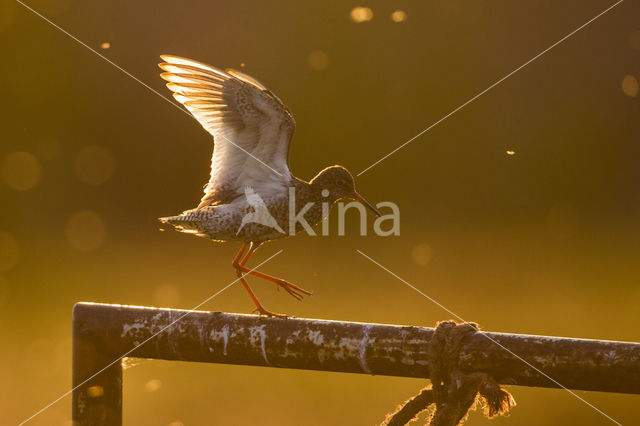 Common Redshank (Tringa totanus)