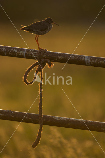 Common Redshank (Tringa totanus)