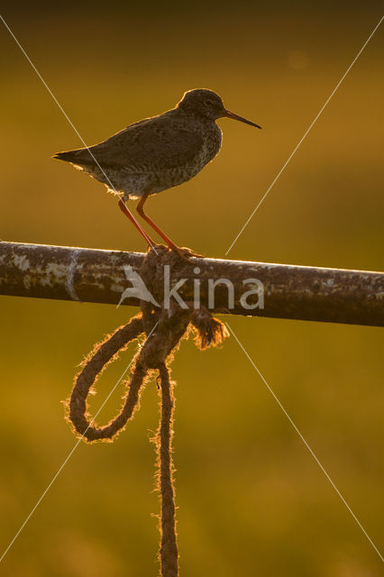 Common Redshank (Tringa totanus)