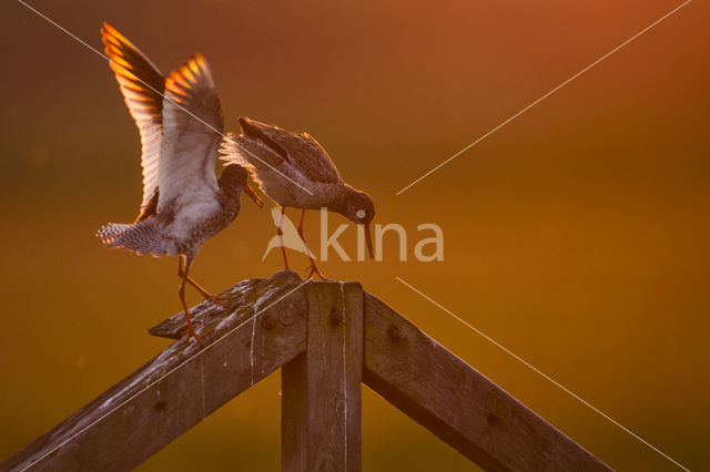 Common Redshank (Tringa totanus)