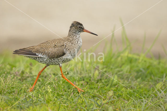 Common Redshank (Tringa totanus)