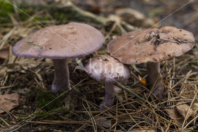 Vaalpaarse schijnridderzwam (Lepista sordida)