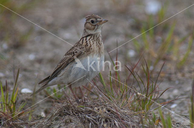 Sky Lark (Alauda arvensis)