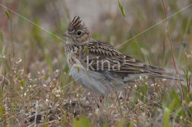 Veldleeuwerik (Alauda arvensis)