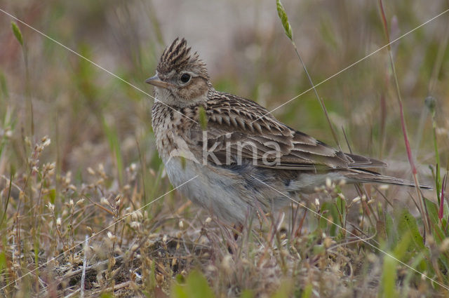 Sky Lark (Alauda arvensis)