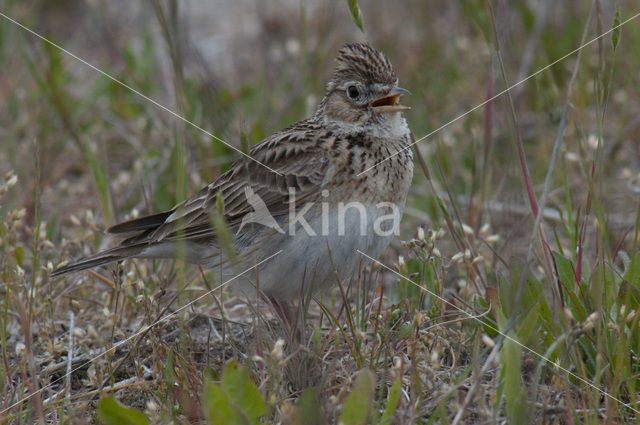 Sky Lark (Alauda arvensis)