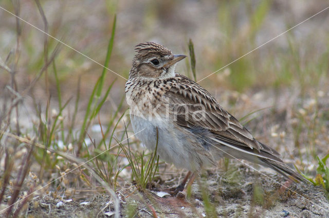 Sky Lark (Alauda arvensis)