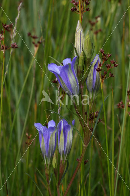 Sharp-flowered Rush (Juncus acutiflorus)