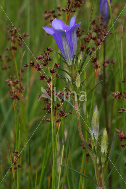 Veldrus (Juncus acutiflorus)