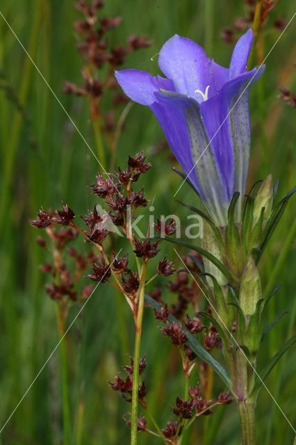 Veldrus (Juncus acutiflorus)