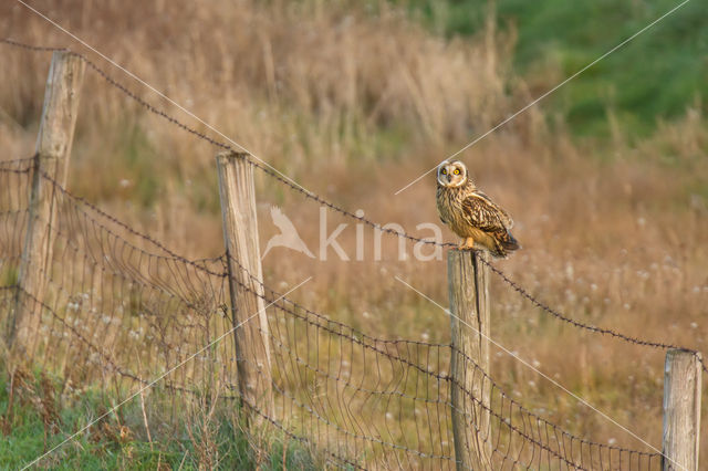 Short-eared Owl (Asio flammeus)