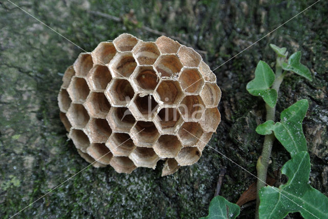 Veldwesp (Polistes gallicus)