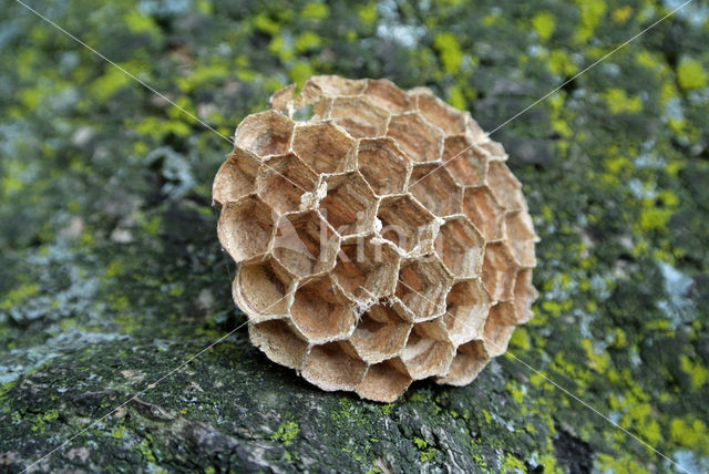 Paper Wasp (Polistes gallicus)