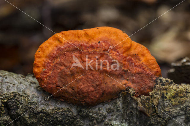 Cinnabar Bracket (Pycnoporus cinnabarinus)