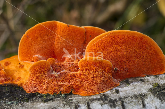 Cinnabar Bracket (Pycnoporus cinnabarinus)