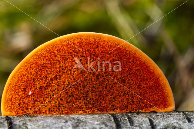 Cinnabar Bracket (Pycnoporus cinnabarinus)