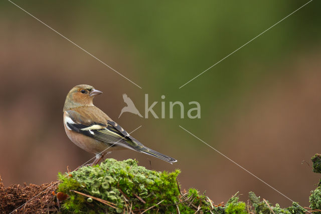 Chaffinch (Fringilla coelebs)