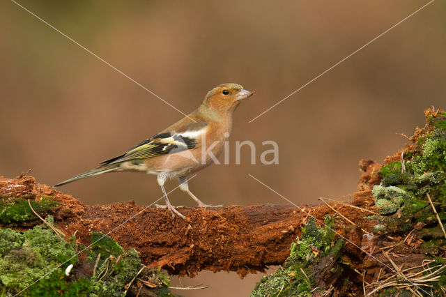 Chaffinch (Fringilla coelebs)