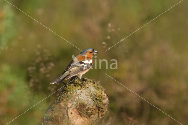 Chaffinch (Fringilla coelebs)