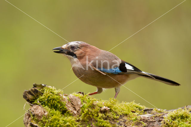 Vlaamse Gaai (Garrulus glandarius)