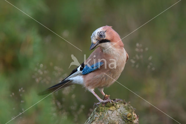 Eurasian Jay (Garrulus glandarius)