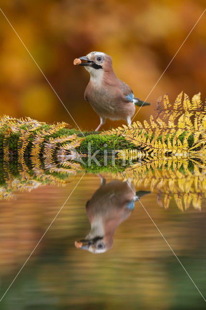 Vlaamse Gaai (Garrulus glandarius)