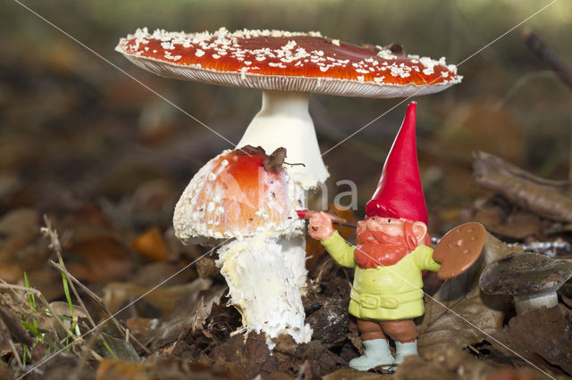 Fly agaric (Amanita muscaria)