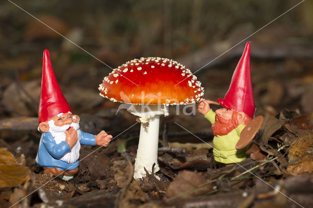 Fly agaric (Amanita muscaria)