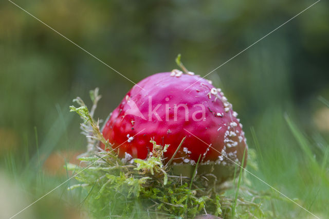 Fly agaric (Amanita muscaria)